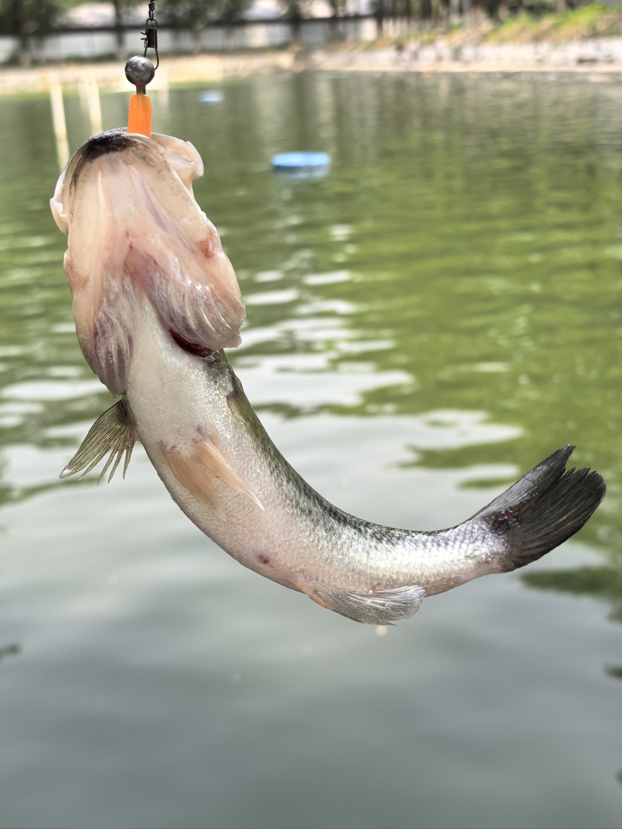 布洛芬缓释胶囊的功效与作用